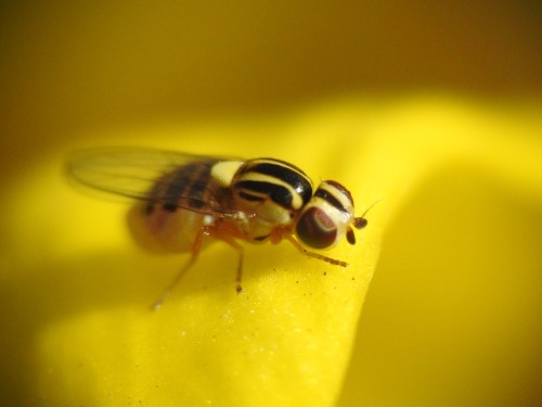 onenicebugperday: Yellow grass fly, Thaumatomyia glabra, ChloropinaeFound in North America and Europ