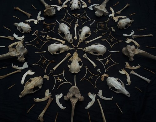 cummy–eyelids:Another bone mandala! This time with parts from raccoons, grey foxes, horses, otters, 