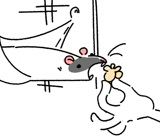agpicklefeet:  agpicklefeet: I offered my rat some popcorn and it was hilarious  He was like  