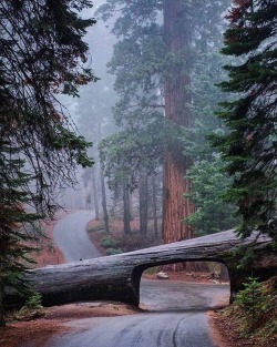 travelgurus:    Sequoia National Park, CaliforniaPhotography by Jonathan Irish  Follow Me For More