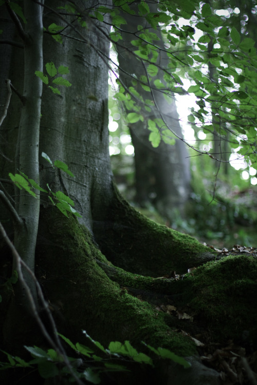 noirerora:Waldgeist I + Waldgeist IIby noirerora