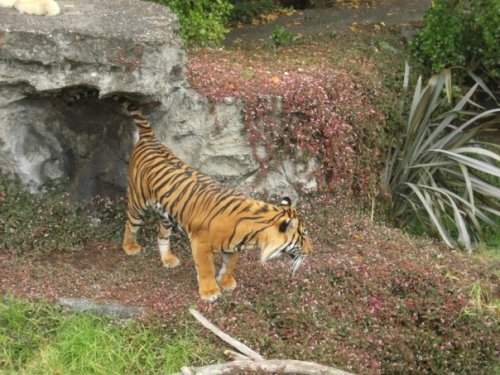tangy-tropics:  Tiger at auckland zoo x