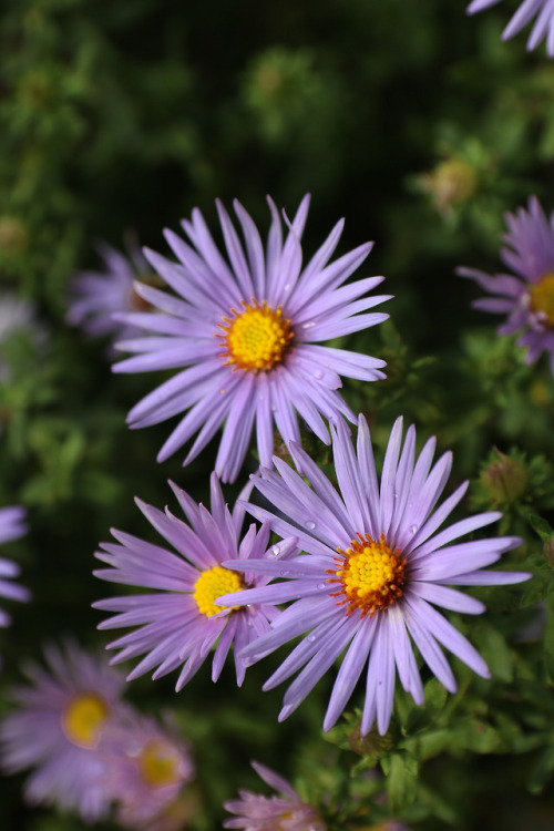 The season closing in and still there are flowers to set off the burnished foliage of autumn.  Raydo