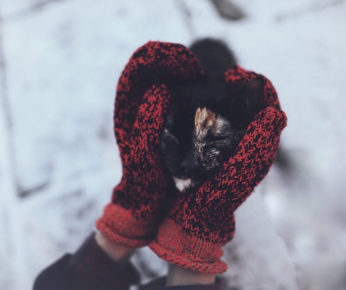 jumpingjacktrash:  cateffectblog:  Winter Adventures www.instagram.com/cat_effect  i want a pattern to knit that kitty sweater <3 