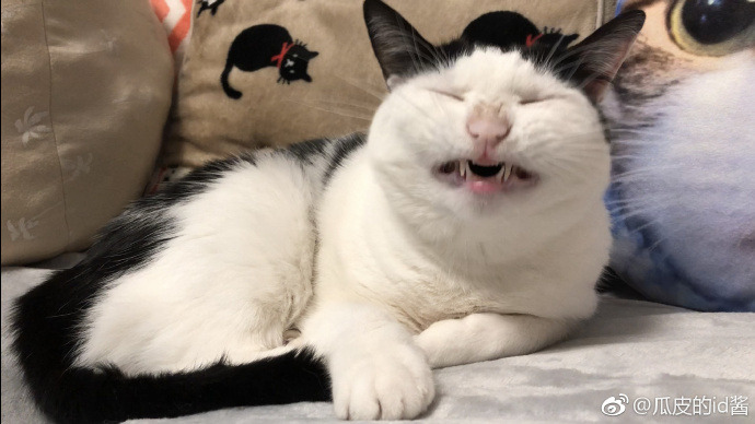 world-of-cats:  Source