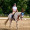 dressagecow tumblr