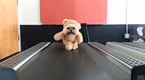 Porn Pics orbo-gifs:  Dogs on treadmills :D 