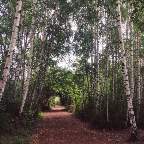 today I did NOT get kidnapped by faeries in a swamp!! featuring: birch grove whispering in the wind,