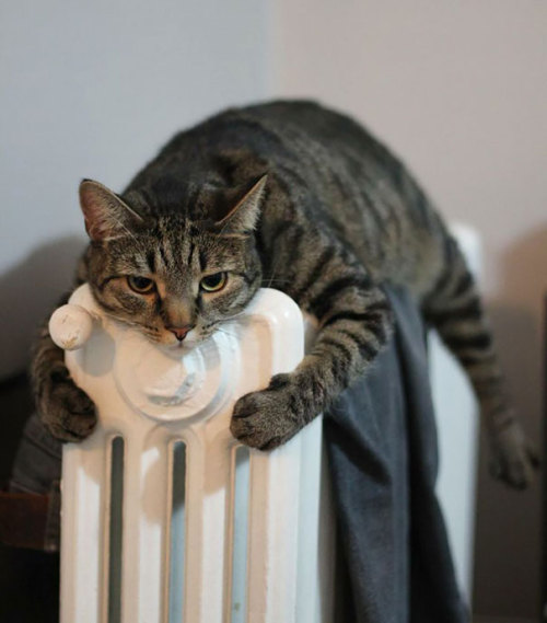 notsomolly: occultlylittlespace: whateverstop: I’m sobbing omfg Kitties are solar-powered. It’s 