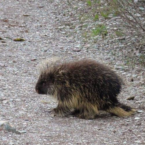 Stumbled upon this little guy while hiking to Swiftcurrent Falls, GNP. #porcupine #critters #trailfr