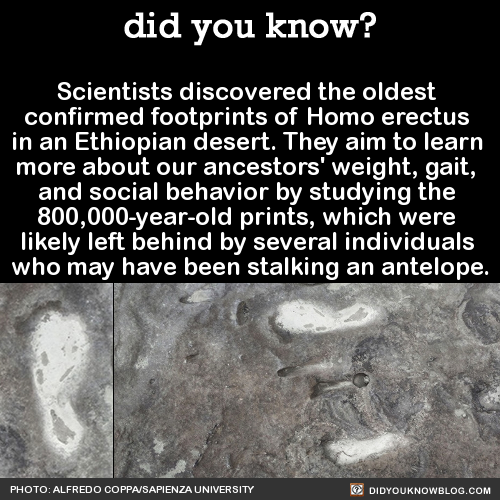 did-you-kno:  Scientists discovered the oldest  confirmed footprints of Homo erectus