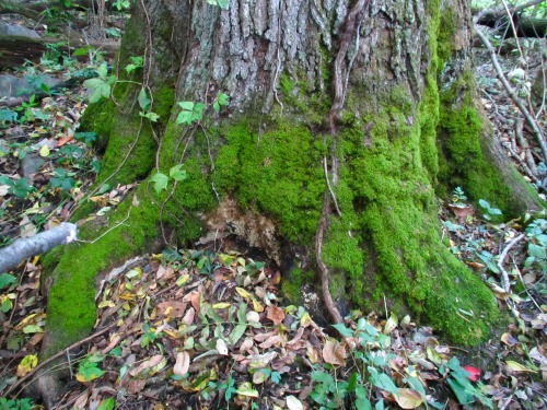 Visited my favorite red oak today. Her feet are still green, she still has a couple branches with le