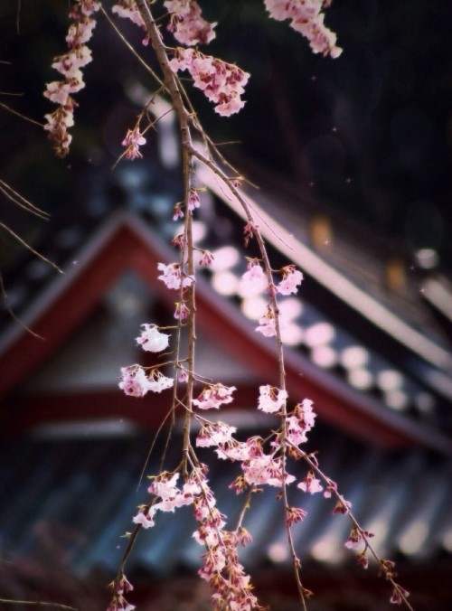 son-0f-zeus: Weeping cherry and Japanese temple | Dekka