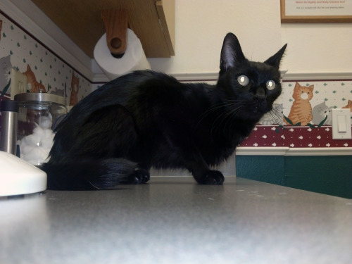 lucifurfluffypants: mostlycatsmostly: SIGNAL BOOST FOR BAGHEERA  From slarmstrong -  I fee