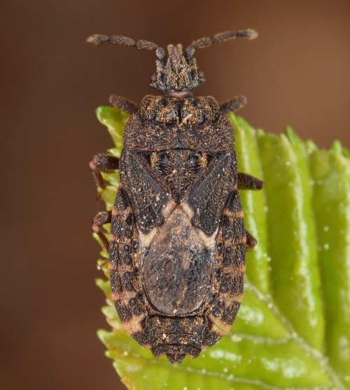 Aradus ornatusNeuroctenus elongatusMezira subsetosaNeuroctenus pseudonymus