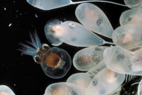 thelovelyseas:Pacific Giant Octopus (Octopus dofleini) eggs and newborn, Victoria, British Columbia,