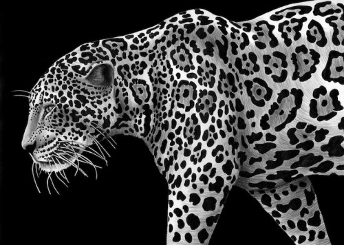 unicorn-meat-is-too-mainstream:  New Jersey-based illustrator Tim Jeffs has spent the past year trying to draw intricately detailed animal portraits with nothing more than pens and ink. 