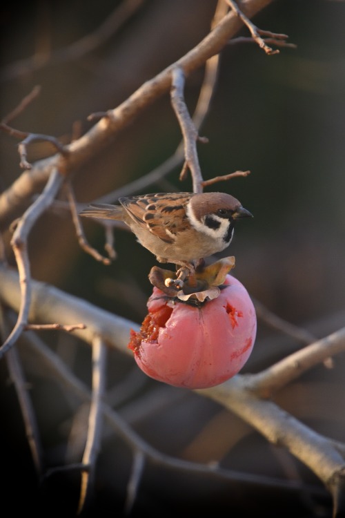 スズメtree sparrow