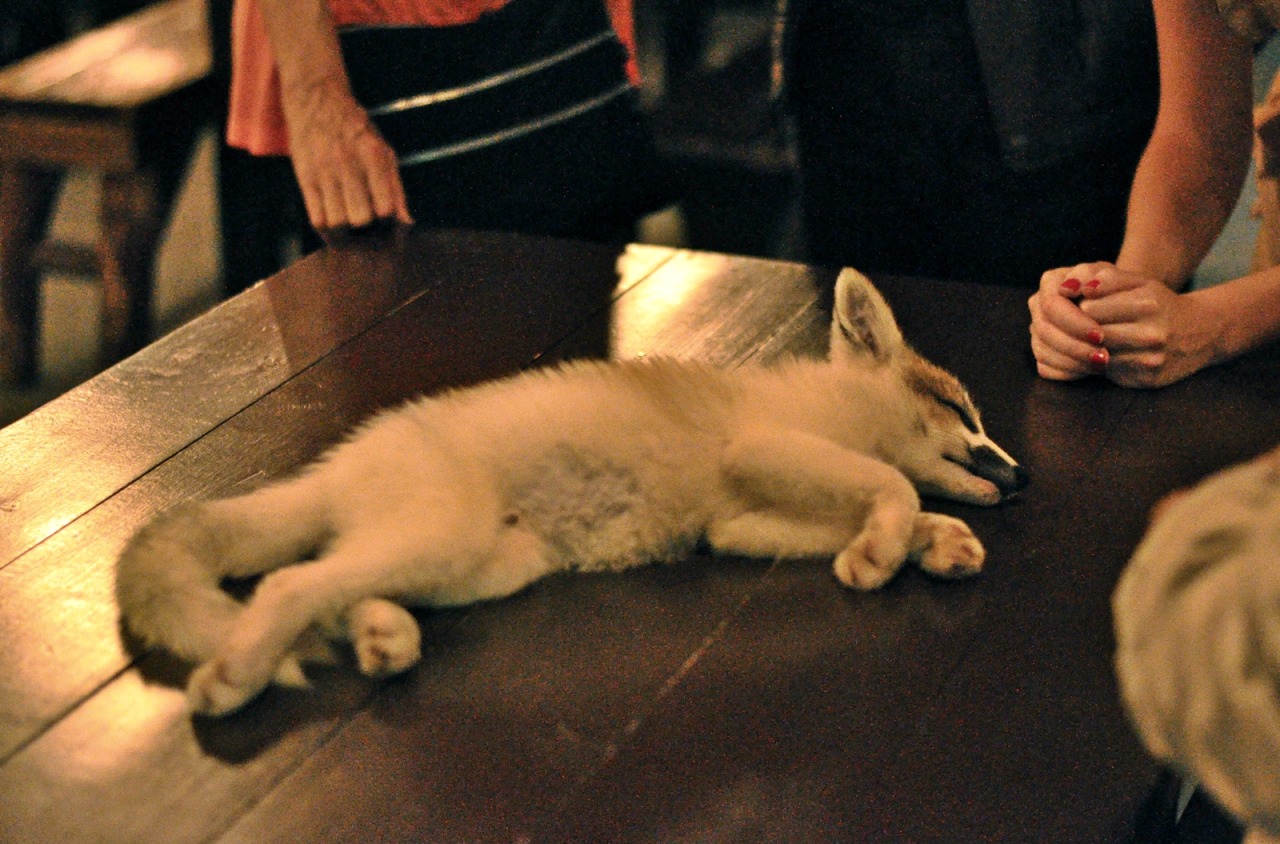 scottishwinds:  livingwithfoxesblog:  The poor kit was so tired after our hike, he