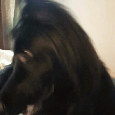 handsomedogs:  Visiting my dad and this is his adorable long-haired German Shepherd,