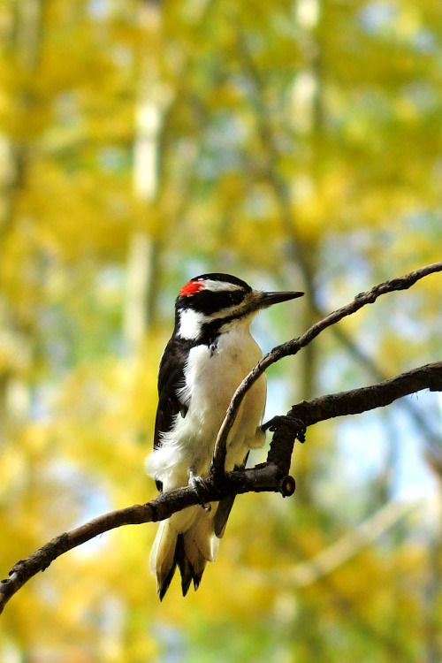 Buzz. Hairy woodpecker. Summit Co. Colorado. Photo by Amber Maitrejean