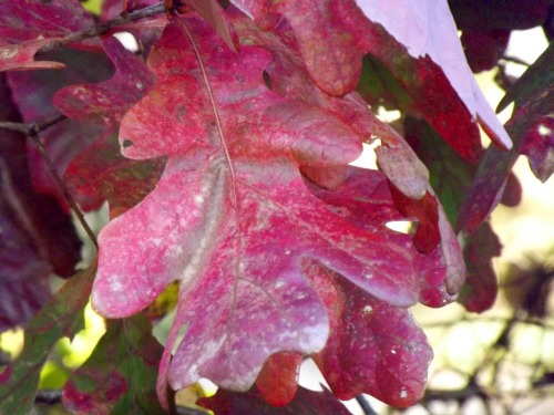 Oak Leaf, Fairfax, ole Virginny,  2011.Expect to miss this years show of color as I expect to be in 