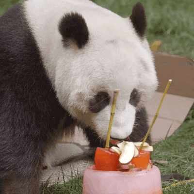 ICYMI: The San Diego Zoo had a panda party in...