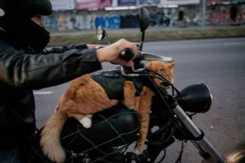 annapblack:  GUYS,  There’s a cat in a town nearby where I live in Brazil that likes to go on motorcycle rides with his owner.  He wears motorcycle goggles and everything. LOOK AT THIS LITTLE COOL DUDE:  The chillest dude you’ll ever see. 