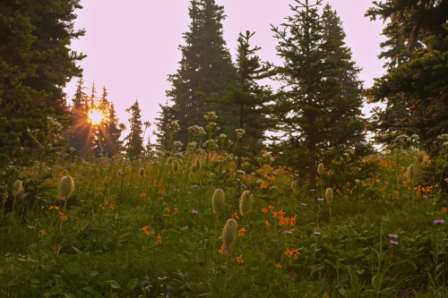 vurtual:I was fortunate to catch the morning glow on one of the alpine meadows in Manning Park. (by 