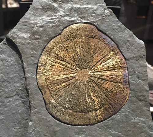 This “Pyrite Sun” May Look Like A Sand Dollar, But It Is Actually A Concretion That was Found In