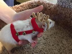 reedtownrats:  the-coolkids:  merry christmas!!  weeps softlyTiny reindeer is cute and tiny 
