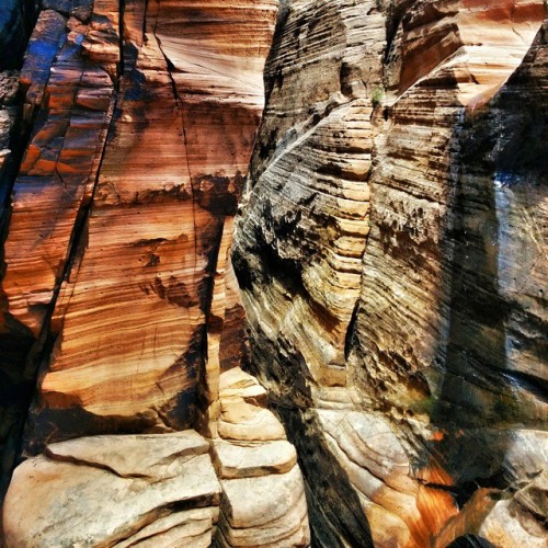 Canyon walls. #canyoneering #canyons #utah #zionnationalpark #zion