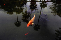 hawaiiancoconut:  Koi, turtles, palm trees. 