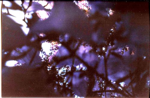 The jacarandá blooming all over the city. Olivos, BA