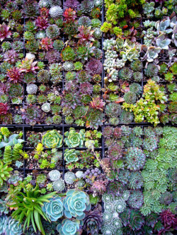 lilyskinned:  growhousegrow:  Pattern! Color!  A wall of succulents?  Yes, please.  YES 