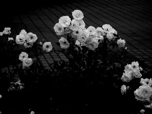 my-love-is-in-your-eyes.tumblr.com/post/118065420626/