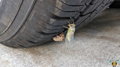 Dog-Day Cicada - Neotibicen canicularisWell, I hinted at this in a very important earlier post that 