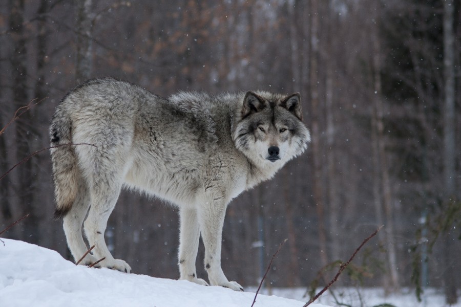 Wolf  | by: { Mimi Martin } 