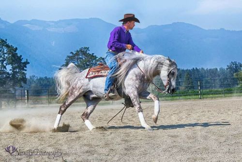 Felarof 2010 grey stallion (Magic Domino x FV Ben Farla) Pedigree.  Photo © Veracity Photo