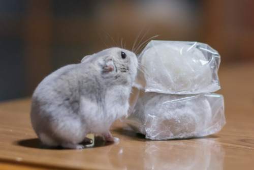 大福といっしょ①hamster and daifuku(Japanese mochi sweets)