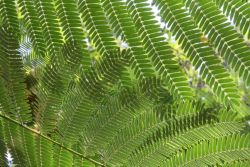 Opticallyaroused:  &Amp;Lsquo;Fern Cover&Amp;Rsquo; A Shot From Under The Fern Cover,