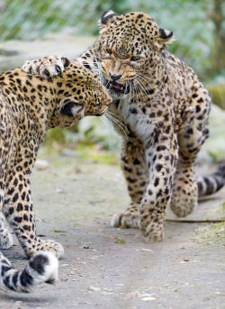 earthlynation:  Fighting Persian leopards II (by Tambako the Jaguar)