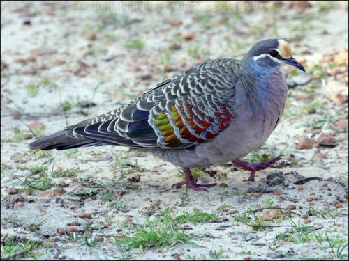 I had to make this post to go along with this video, because really, Crested pigeons (Ocyphaps lopho