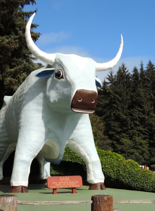 Babe, Paul Bunyan’s Blue Ox, Trees of Mystery, Klamath, California, 2014.