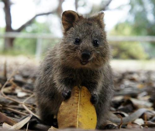 mimisberry:  leupagus:  dear-moleskine:  Meet the Quokka, the cutest little animal you’ve never heard of. A squirrel/kangaroo hybrid, it’s very friendly and pretty much just wants to be everyone’s friend.  Literally the happiest animal I’ve ever