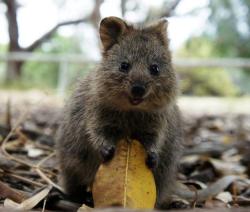 livinginhalfshadow:  nakednewsgirl:  thechesterfield:  my-wanton-self:  Ok, so we don’t go in for Halloween that much in Australia, but we have Quokkas,  So, really, we’re good, thanks.  Are all Quokkas this happy and adorable? Or out there somewhere