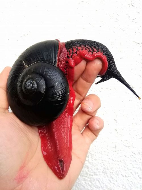 Malaysian Fire Snail (Platymma Tweediei), Family Chronidae, Found In 2 Montane Forests Of Malaysia