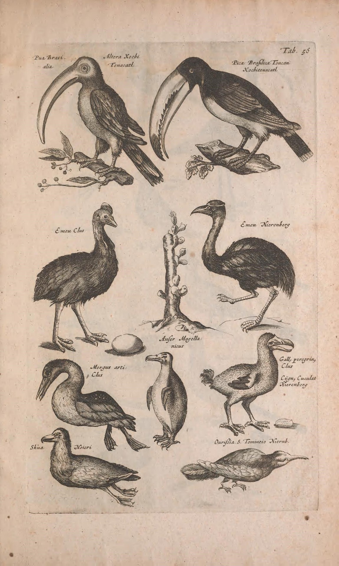 🦤 Historiae naturalis de quadrupedibus libri: .
Amstelodami: Apud Ioannem Iacobi Fil. Schipper, MDCLVII [1657].