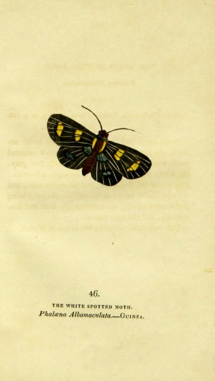 wapiti3:   	The book of butterflies, sphinges, and moths;  By Brown, Thomas, 1785-1862 Via Flickr: 	Publication info London,Whittaker & Co.; [etc.,etc.]1834.  Contributing Library: Cornell University Library  BioDiv. Library   
