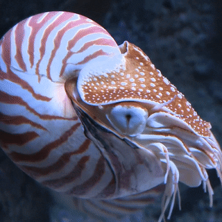 junegames: seatrench: Chambered Nautilus (Nautilus pompilius) (source) How does it swim!? Nautiloids